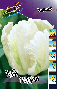 Tulipa White Parrot